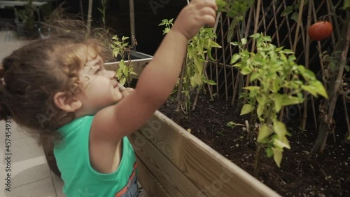 Toddler Picking A Red Tomato From Branch Of Tomato Plant Inside Wooden Vegetable Pot At Home - Sustainability Concept photo