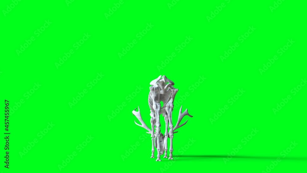 Skeleton deer animation on green screen. Isolate. Realistic 4k animation. Skeleton deer animation on green screen. Isolate. Realistic 4k animation.