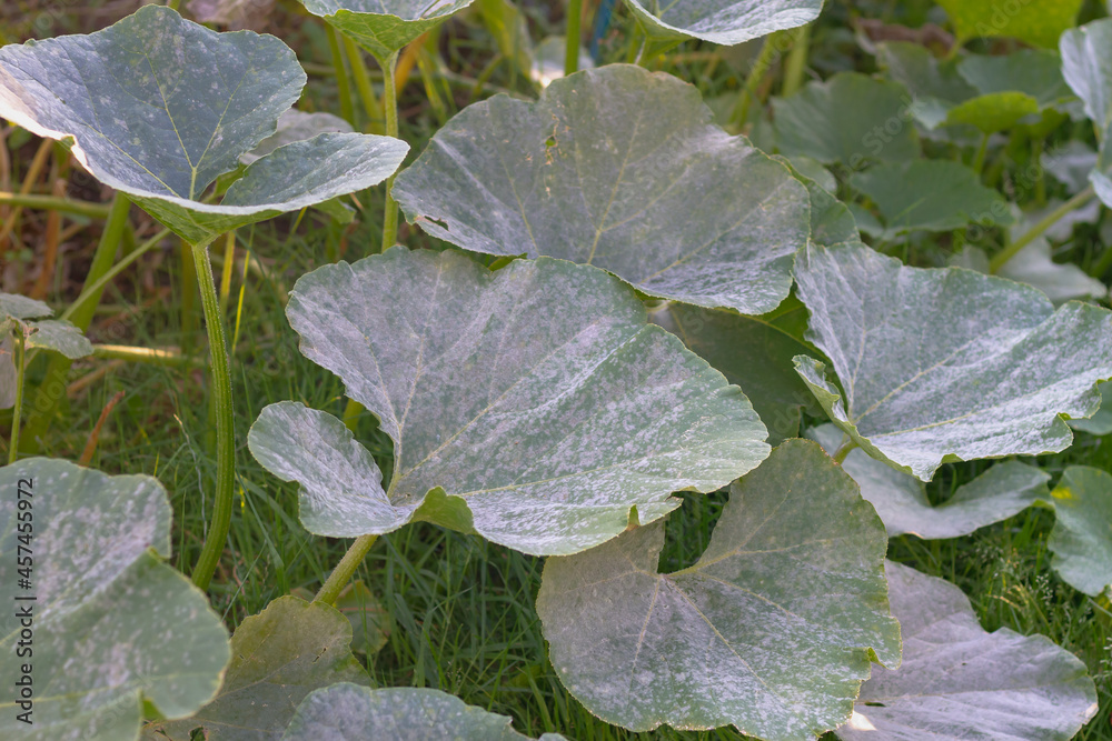 Plant disease powdery mildew, oidium on pumpkin leaves in autumn, the leaves of the vegetable plant are covered with a white coating of fungus