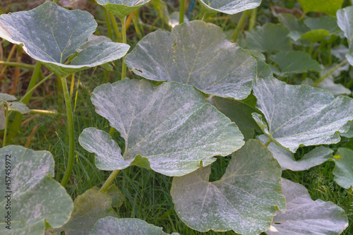 Plant disease powdery mildew, oidium on pumpkin leaves in autumn, the leaves of the vegetable plant are covered with a white coating of fungus photo