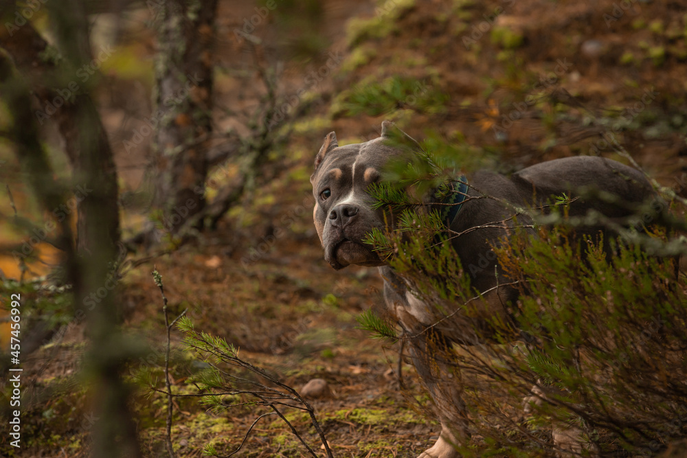 A dog wanders in a dense autumn forest. A dog wanders in a dense autumn forest.