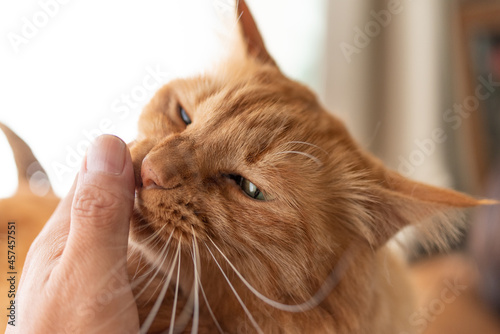 飼い主の指を舐める猫　茶トラ猫 photo