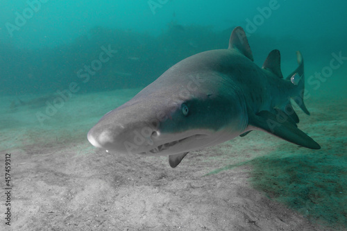A Close Up of a Grey Nurse Shark © Craig Lambert Photo
