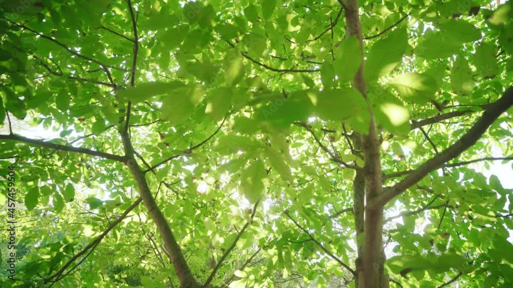 Sunlight Passing Through Branches Of Trees With Green Foliage In Summer. - low angle Sunlight Passing Through Branches Of Trees With Green Foliage In Summer. - low angle