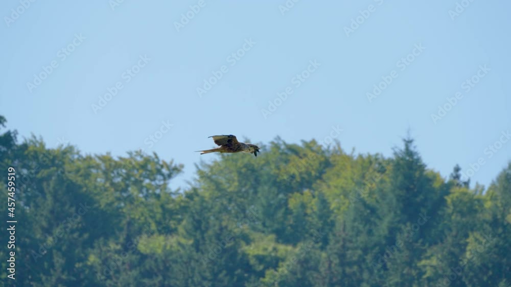 Super slow motion track shot of wild red kite eagle in flight against forest and blue sky Super slow motion track shot of wild red kite eagle in flight against forest and blue sky