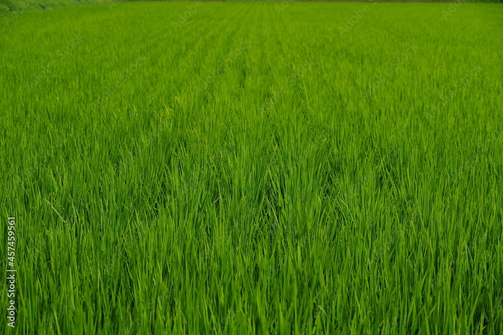 Screen full of fresh rice green