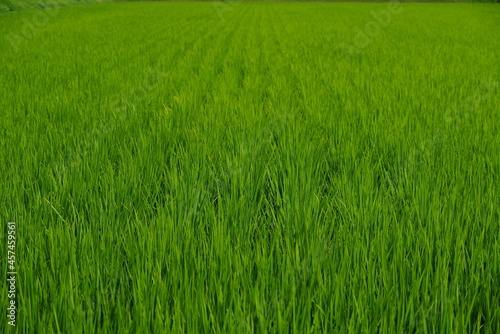 Screen full of fresh rice green