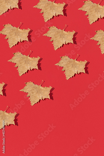 Creative pattern with autumn dry leaves  on a red background. Autumn concept. Flat lay  top view  copy space