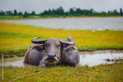 Water buffalo bathing in the pond