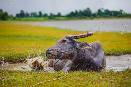 Water buffalo bathing in the pond