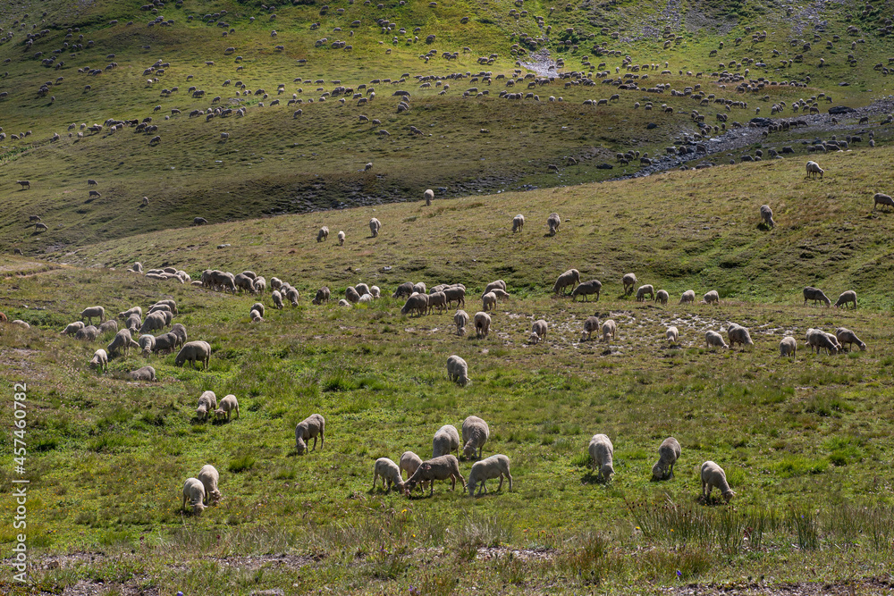 A flock of sheep in a mountain meadow in the Alps in France