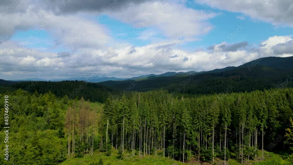 Mountains forest the flight of the drone Ukraine Carpathians coniferous Trees landscape panorama Mountains forest the flight of the drone Ukraine Carpathians coniferous Trees landscape panorama