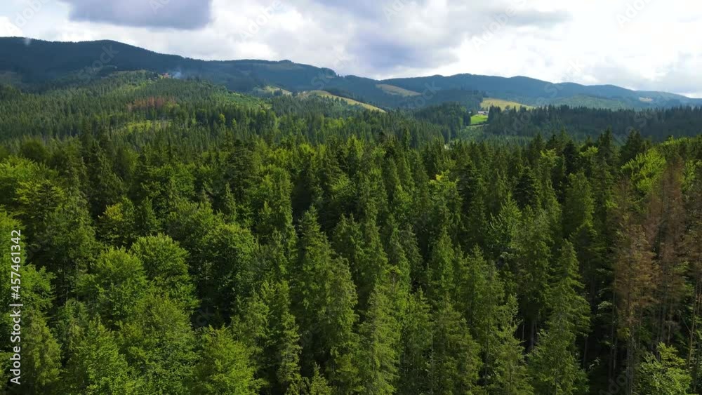 Mountains forest the flight of the drone Ukraine Carpathians coniferous Trees landscape panorama Mountains forest the flight of the drone Ukraine Carpathians coniferous Trees landscape panorama