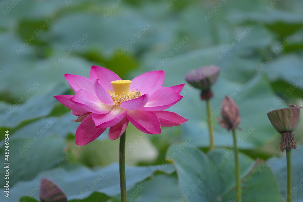 初夏を彩る美しい蓮池