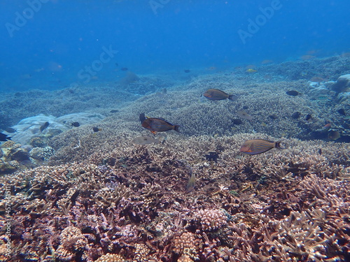 インドネシア レンボンガン島の魚と珊瑚礁