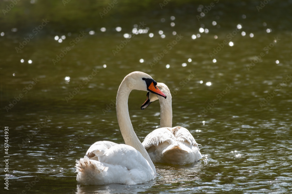 Two graceful white swans swim in the dark water. Two graceful white swans swim in the dark water.