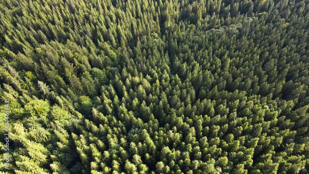 coniferous forest top view flight drone panorama coniferous forest top view flight drone panorama