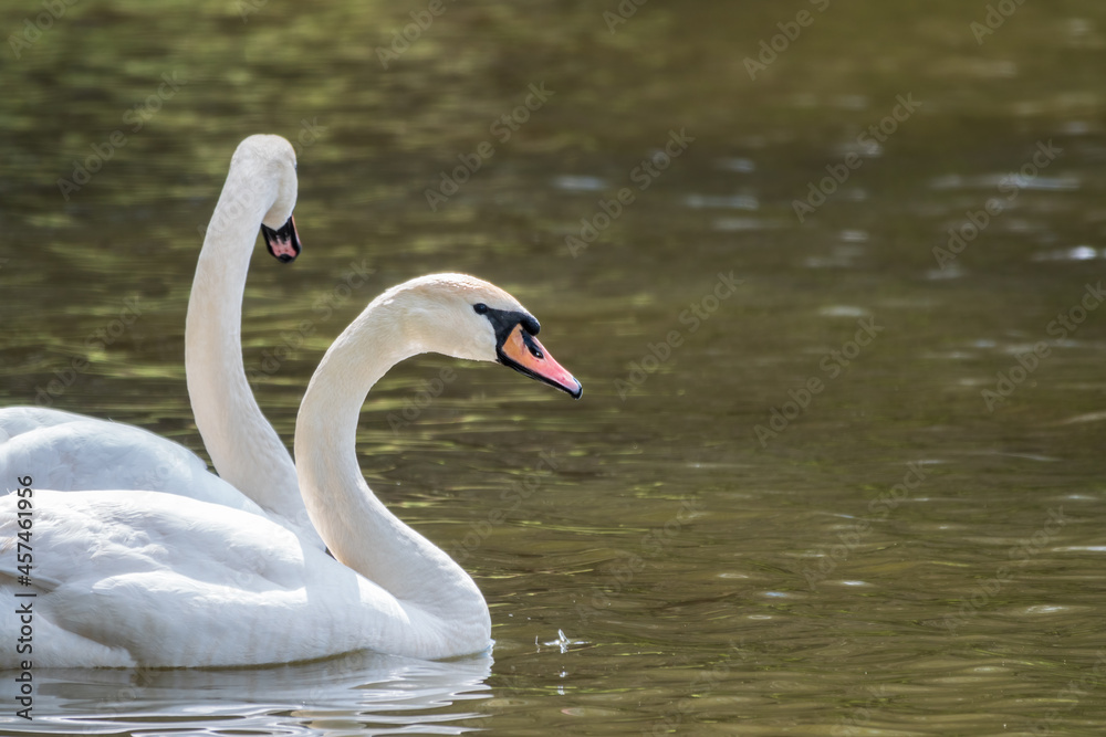 Two graceful white swans swim in the dark water. Two graceful white swans swim in the dark water.