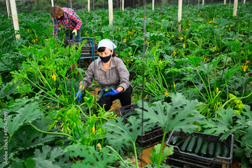 russian farmers with face masks picking crop of marrow in their greenhouse
