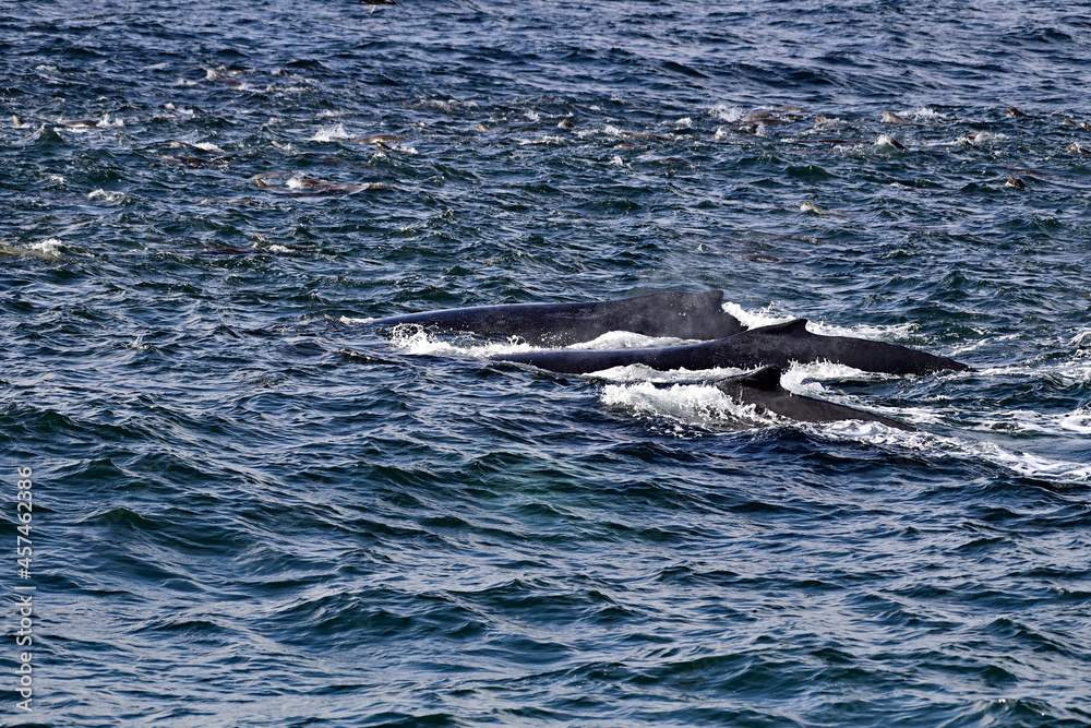 Three Humpback Whales aka Megaptera novaeangliae swimming with a pod of sea lions Three Humpback Whales aka Megaptera novaeangliae swimming with a pod of sea lions