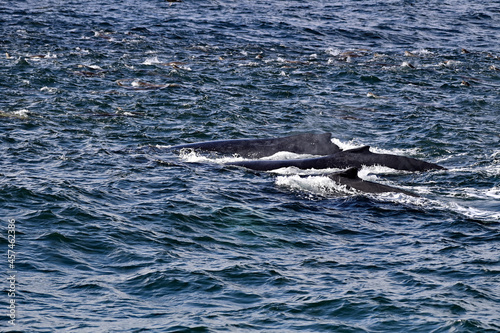 Three Humpback Whales aka Megaptera novaeangliae swimming with a pod of sea lions