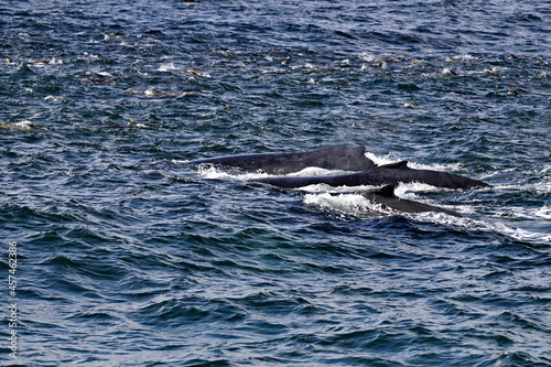 Three Humpback Whales  aka Megaptera novaeangliae swimming with a pod of sea lions © Bipul Haldar