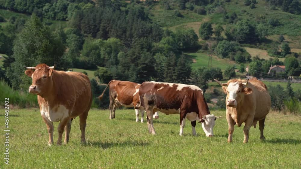 Herd Of Dairy Cows Grazing On Pasture With Green Grass On A Sunny Day In Langogne, France. - wide shot Herd Of Dairy Cows Grazing On Pasture With Green Grass On A Sunny Day In Langogne, France. - wide shot