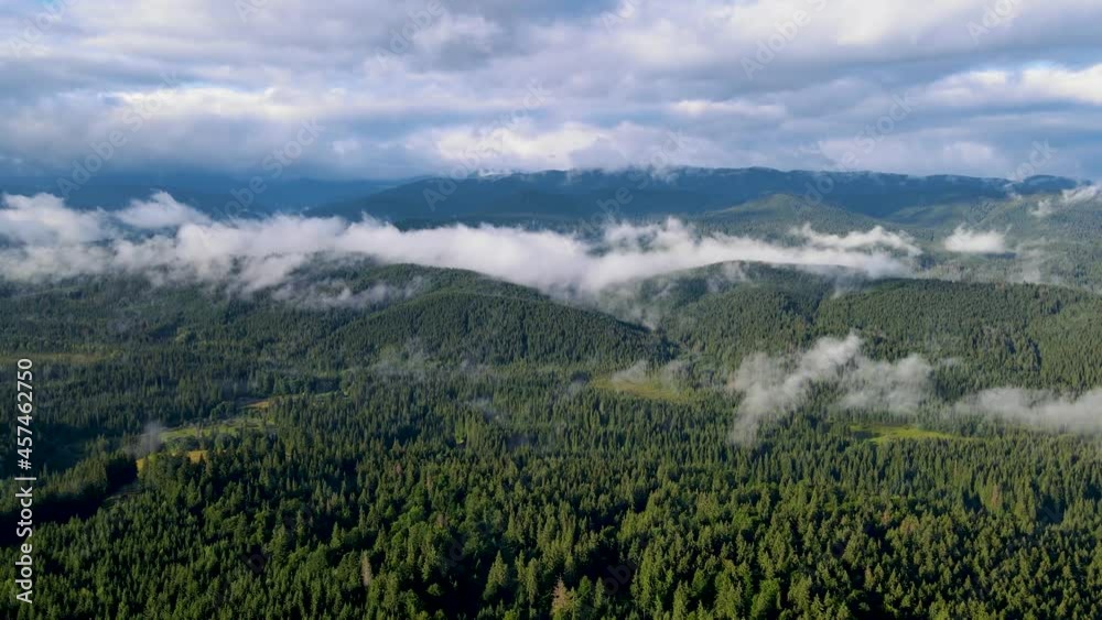 Rainy weather in mountains. Misty fog blowing over pine tree forest. Aerial footage of spruce forest trees on the mountain hills at misty day. Morning fog at beautiful autumn forest. Rainy weather in mountains. Misty fog blowing over pine tree forest. Aerial footage of spruce forest trees on the mountain hills at misty day. Morning fog at beautiful autumn forest.