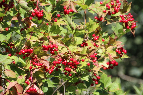 Berries Of Summer, Whitemud Park, Edmonton, Alberta
