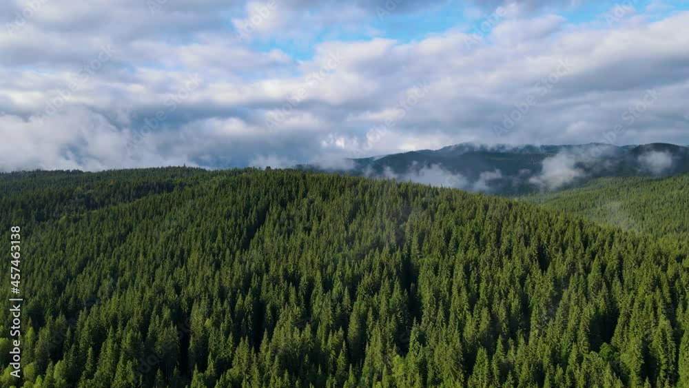 Rainy weather in mountains. Misty fog blowing over pine tree forest. Aerial footage of spruce forest trees on the mountain hills at misty day. Morning fog at beautiful autumn forest. Rainy weather in mountains. Misty fog blowing over pine tree forest. Aerial footage of spruce forest trees on the mountain hills at misty day. Morning fog at beautiful autumn forest.
