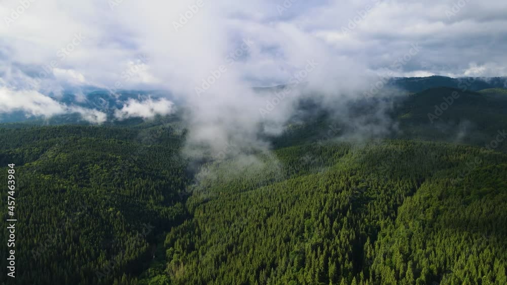 Rainy weather in mountains. Misty fog blowing over pine tree forest. Aerial footage of spruce forest trees on the mountain hills at misty day. Morning fog at beautiful autumn forest. Rainy weather in mountains. Misty fog blowing over pine tree forest. Aerial footage of spruce forest trees on the mountain hills at misty day. Morning fog at beautiful autumn forest.