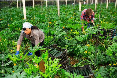 woman and man harvesting crops in greenhouse;