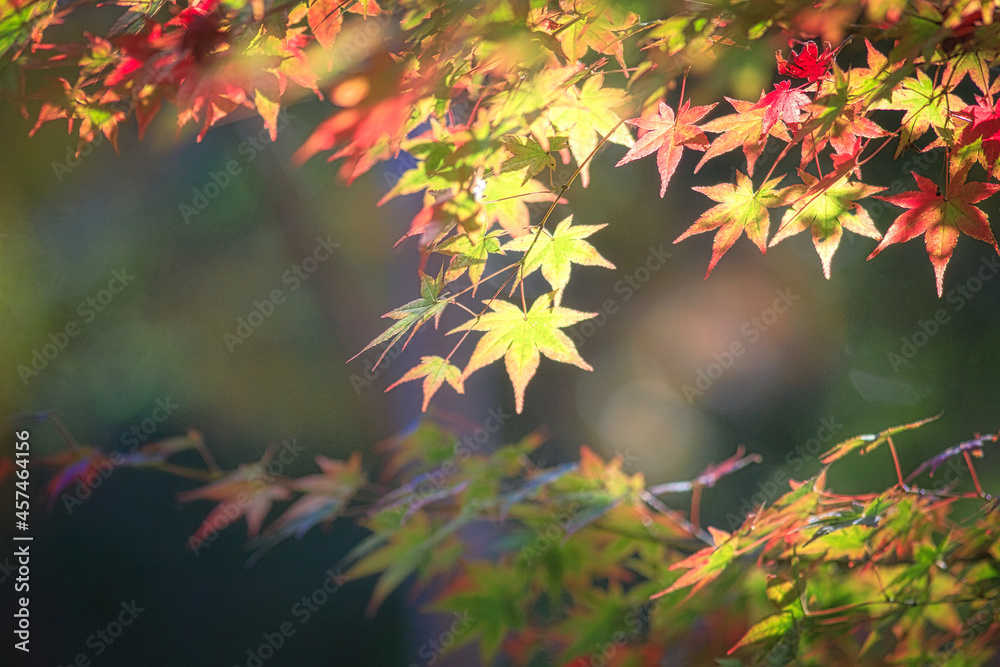 紅葉のクローズアップ 紅葉のクローズアップ