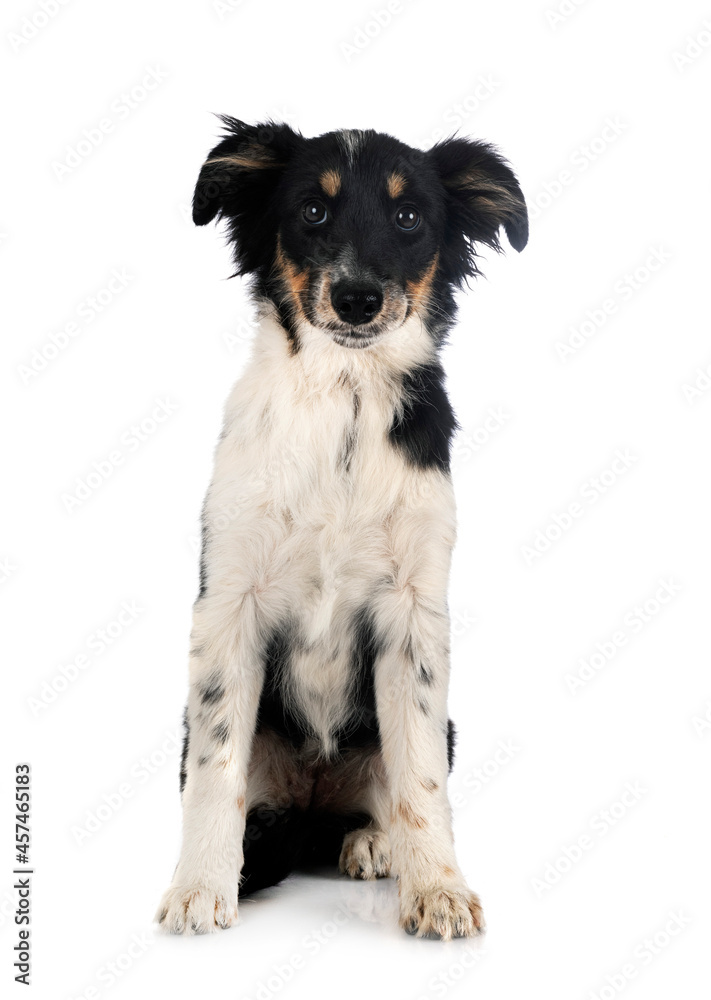 Fototapeta premium Miniature American Shepherd