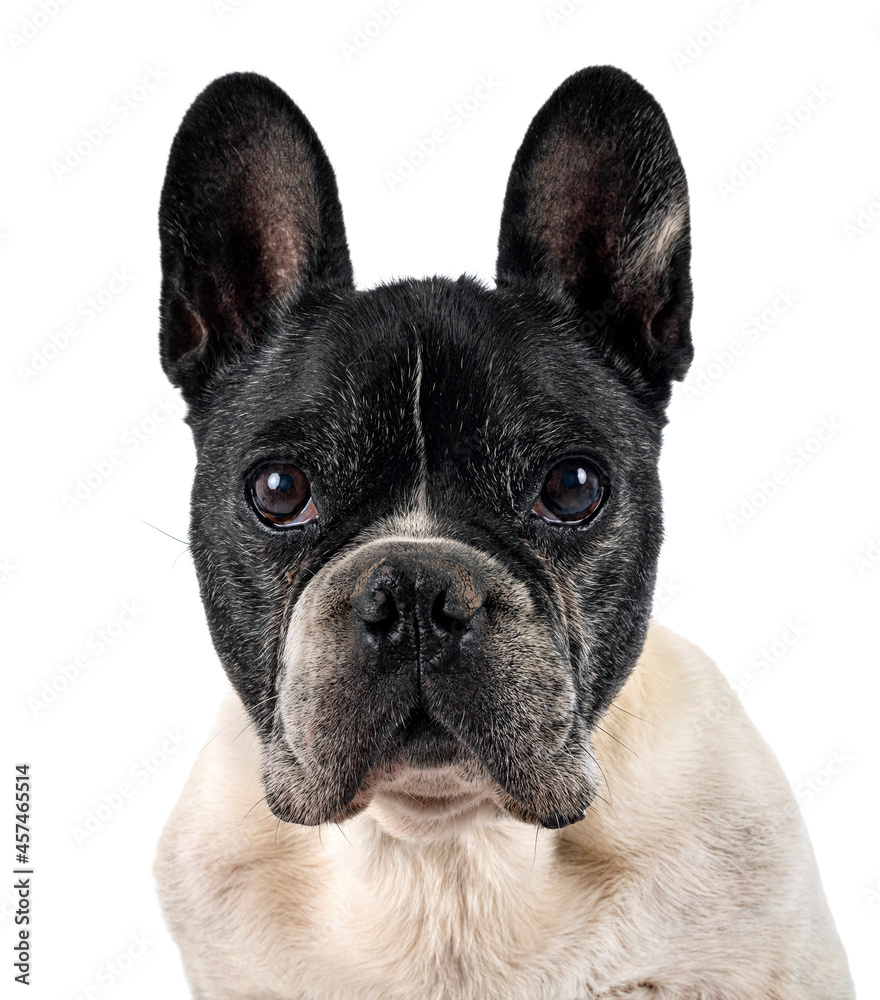 Fototapeta premium french bulldog in studio