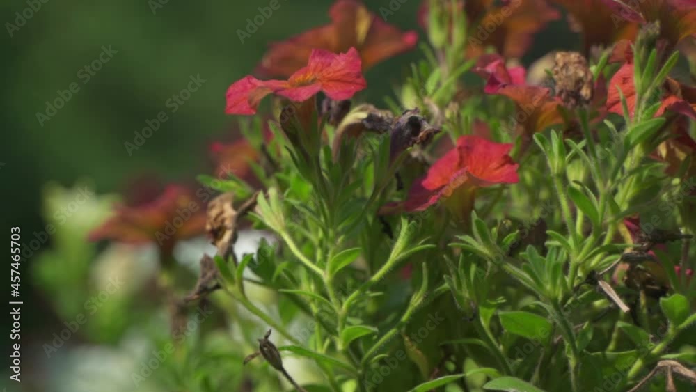 Close Up of beautiful red petunia flowers wilting under the extreme summer heat, Belgium, Europe Close Up of beautiful red petunia flowers wilting under the extreme summer heat, Belgium, Europe