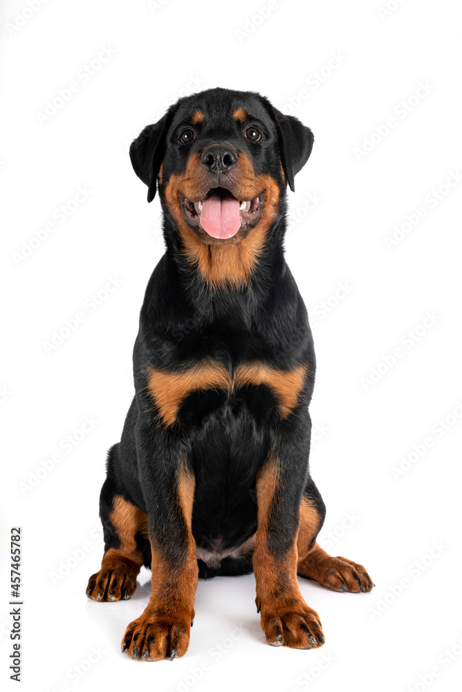 puppy rottweiler in studio puppy rottweiler in studio