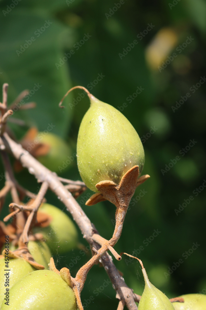 Obraz premium Paulownia tomentosa tree with unripe green fruits on a sunny day in the garden