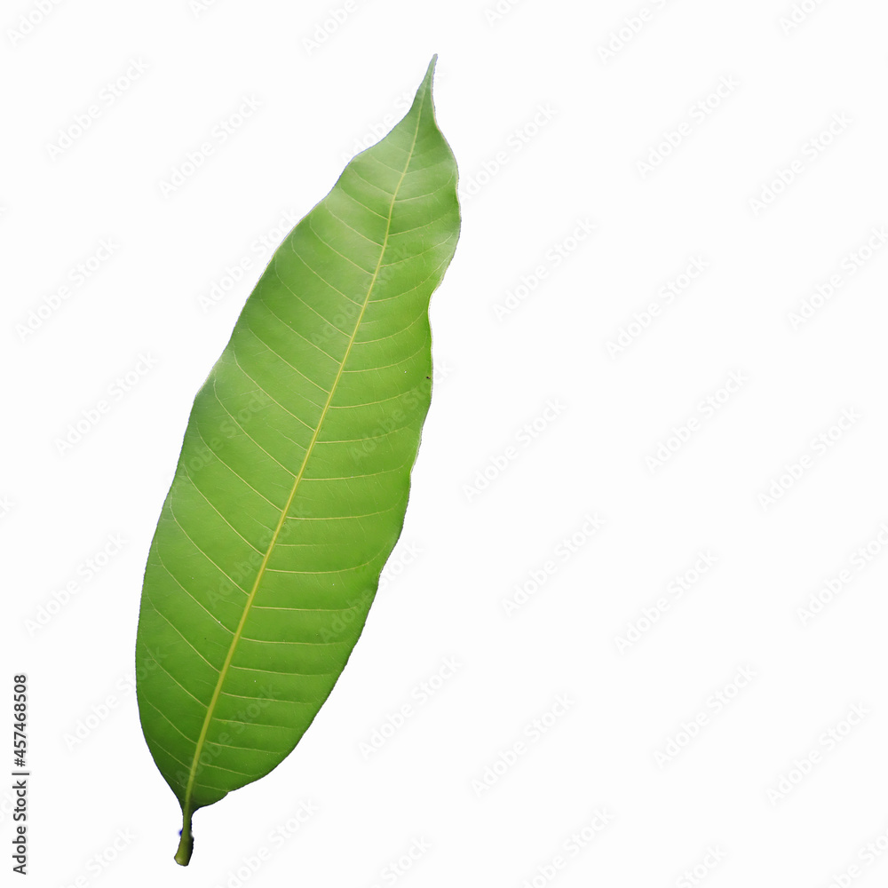 Obraz premium Mango leaves 1 picture tree