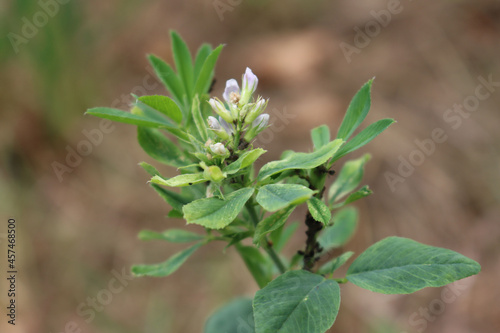 Close-up of Alfalfa plant with purple flowers damagedd by black aphids in the field. Medicago sativa