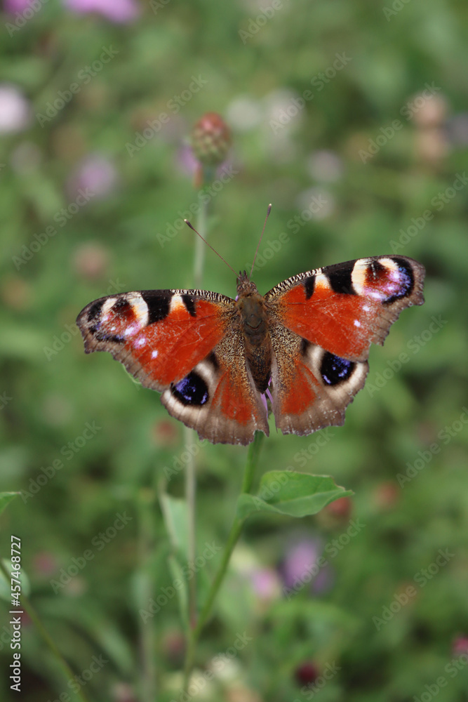 Vanessa atalanta butterfly on a pink Centaurea phrygia flower in the meadow on summer Vanessa atalanta butterfly on a pink Centaurea phrygia flower in the meadow on summer
