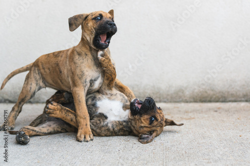Closeup of two funny puppies playing together lying on the concrete ground