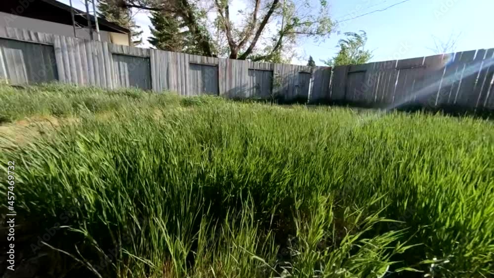SLOW MOTION - Long grass blow in a strong wind during a storm in the backyard of a home. SLOW MOTION - Long grass blow in a strong wind during a storm in the backyard of a home.