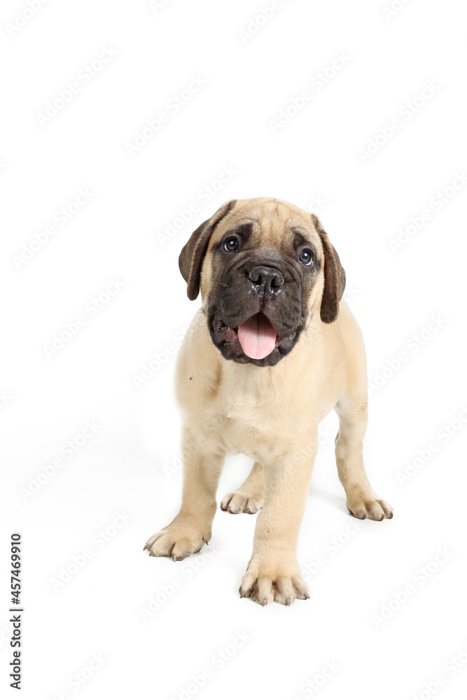 bullmastiff puppy isolated on white background