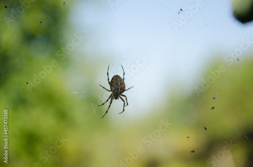 Cross spider in natural habitat © Sergey