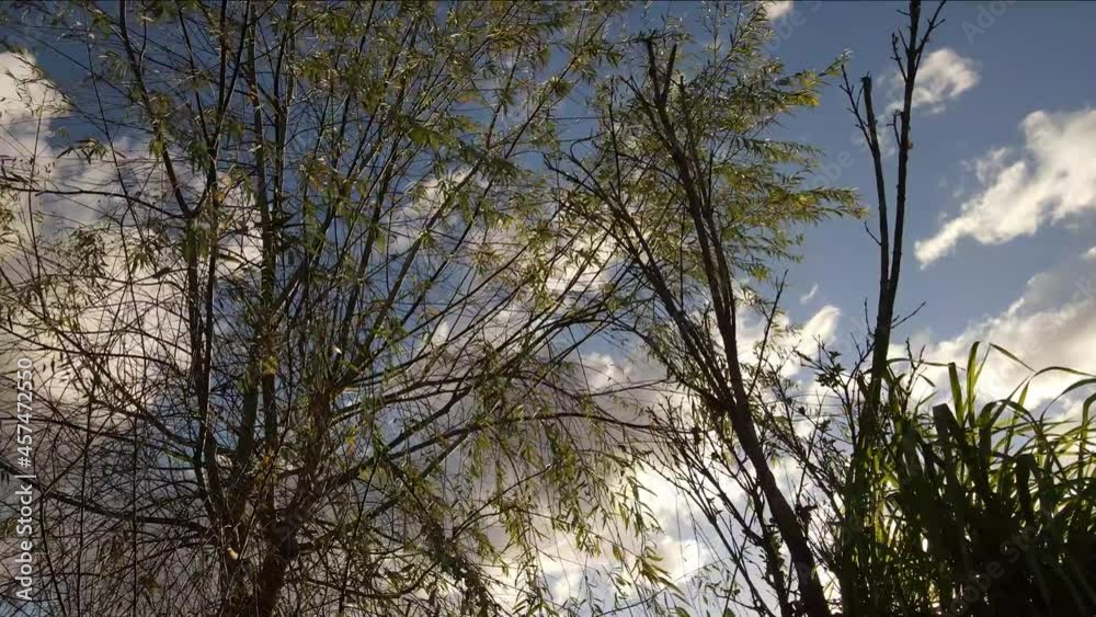 Time lapse of clouds moving in the sky and tree tops on the windy.Tree branches with leaves swaying in the wind. blue sky with moving clouds on the background. foliage on a windy day time lapse. Time lapse of clouds moving in the sky and tree tops on the windy.Tree branches with leaves swaying in the wind. blue sky with moving clouds on the background. foliage on a windy day time lapse.