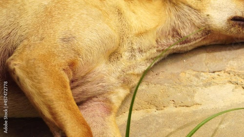Canine Puppy Dog Sleeping on the Ground with Trauma Due to Distemper Virus Causing Shaky Legs