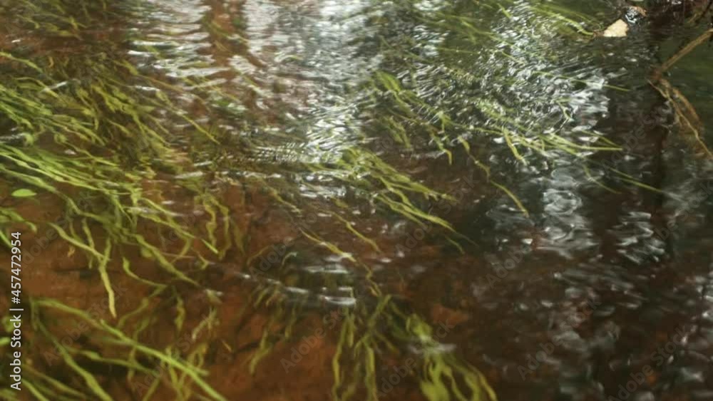 Seaweed in nordic forest water stream Seaweed in nordic forest water stream