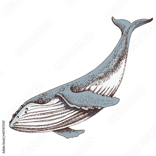 Big Whale isolated on white background