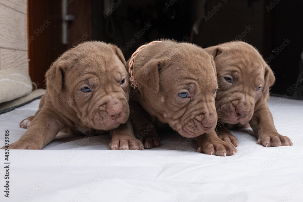 Litter of American Pibull Terrier puppies in the studio close-up. Litter of American Pibull Terrier puppies in the studio close-up.